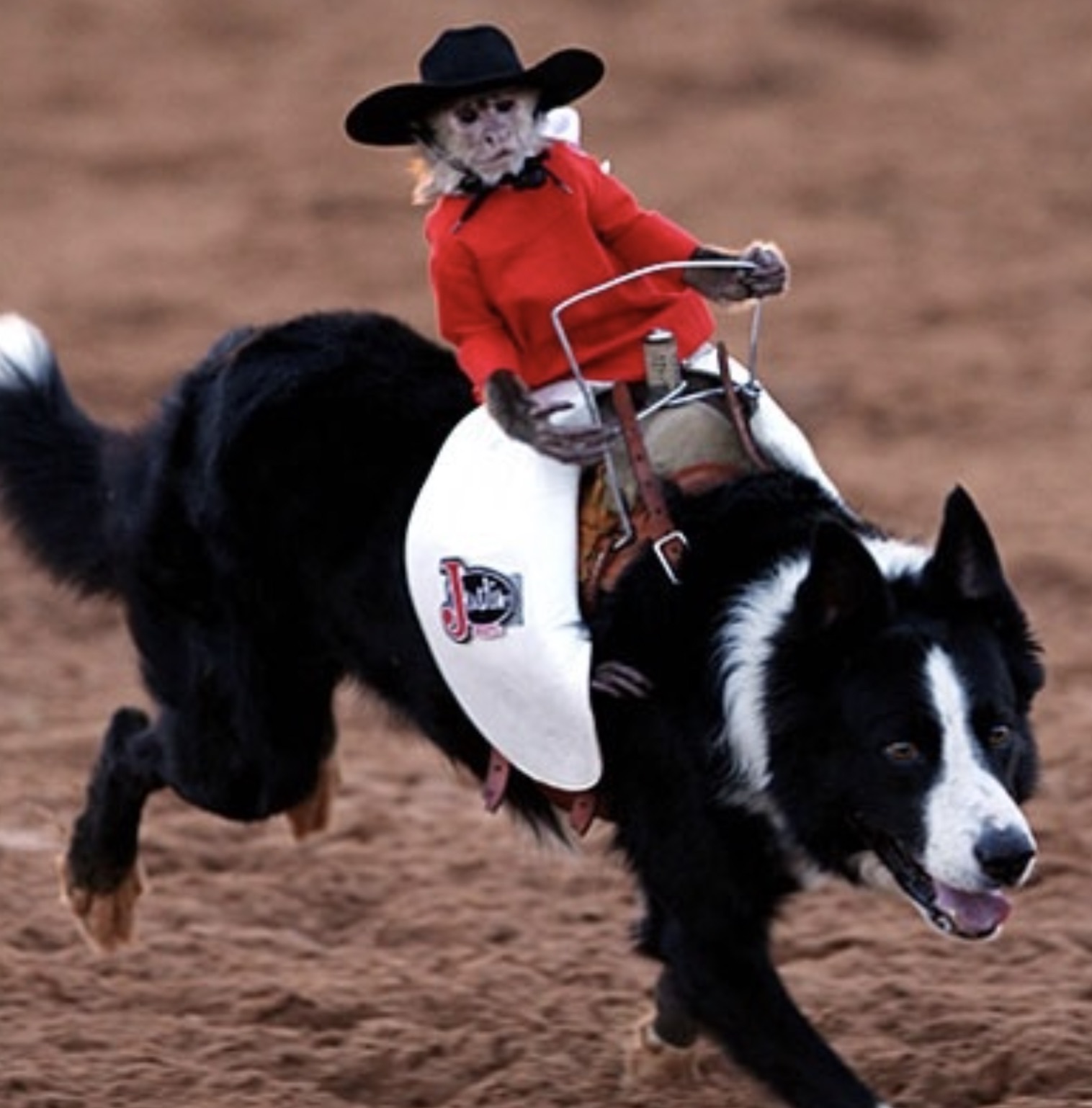 monkey riding dog